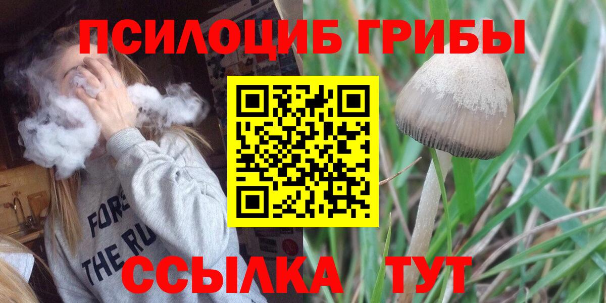 Псилоцибиновые грибы Psilocybe Ижевск